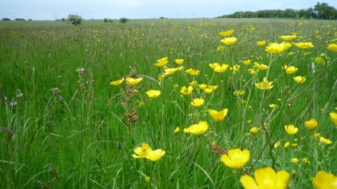 Hodgson's Fields Nature Resrve - Kirsty Brown