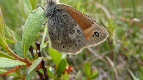 Large heath butterfly - Allan Rodda