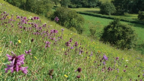 Brockadale Nature Reserve - Paul Simmons