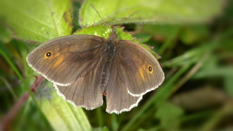 Meadow Brown