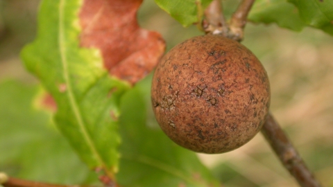 Oak Marble Gall Wasp