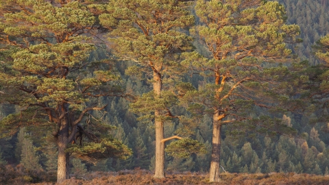 Scots Pine