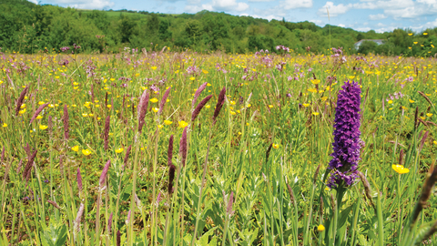Wildflowers