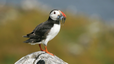 Puffin at Flamborough - Tom Marshall