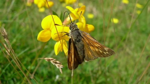 Broadhead Clough - Skipper butterfly