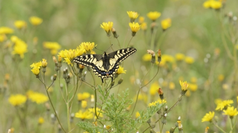 Swallowtail Yorkshire Wildlife Trust