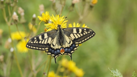 Swallowtail Yorkshire Wildlife Trust