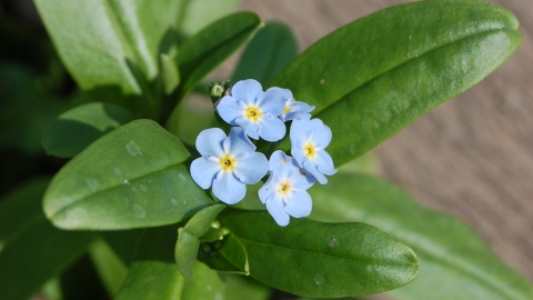 Water Forget Me Not Yorkshire Wildlife Trust
