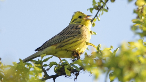 Yellowhammer - Maurice Gordon