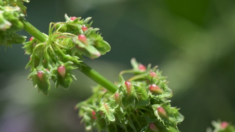 Broad-leaved Dock