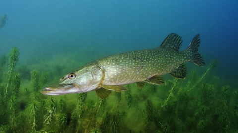 Pike