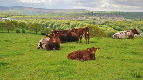 Stirley Cattle Credit Rebecca Armitage