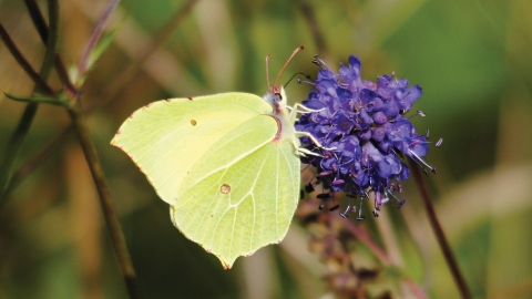Brimstone butterfly credit Amy Lewis