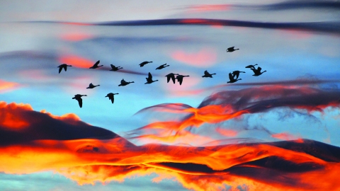 Flock of geese - Suzanna Bird