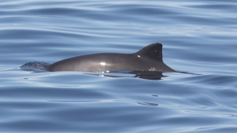 Harbour Porpoise