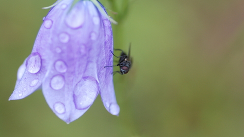 Harebell credit Tord Sollie