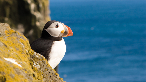 Puffin