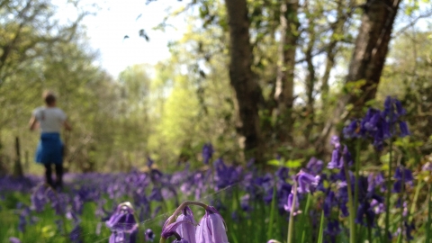 North Cliffe Wood Credit Bex Lynam