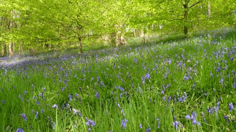 Low Wood Nature Reserve Credit Rob Stoneman