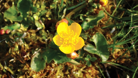 Marsh marigold Credit Laura Popely