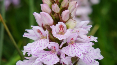 Marsh Orchid at Upper Dunsforth Carrs Credit Tim Bailey