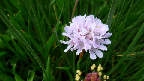 Welwick Saltmarshe Sea Thrift Credit Kirsty Brown