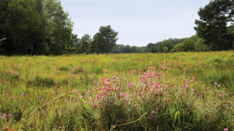 Strensall Common Nature Reserve Credit Caroline Comins