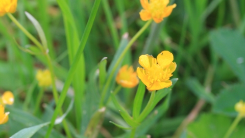 Goldilocks buttercup at Hopyard Haymeadow Credit Jim Horsfall