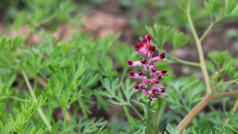 Fumitory at Carr Lodge Credit Jim Horsfall