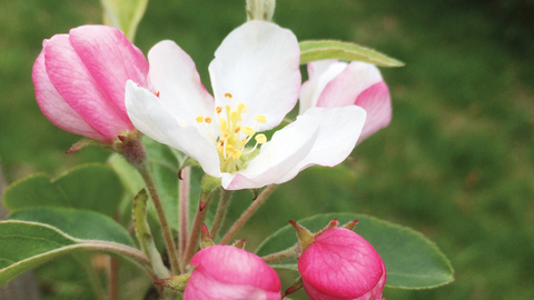 Apple blossom credit Karen McDiarmid