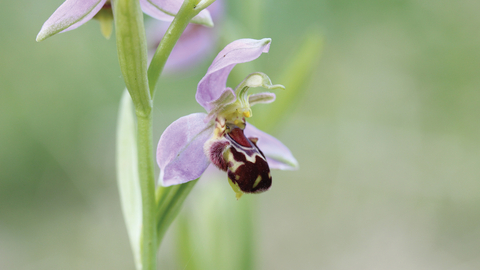 Bee orchid credit Martin Batt
