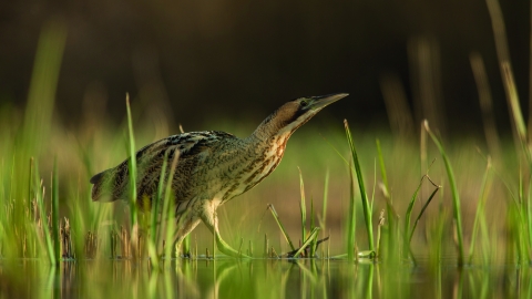Bittern