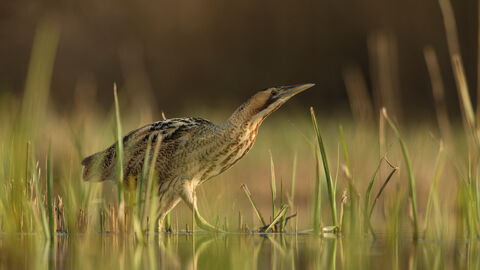 Bittern credit Jamie Hall