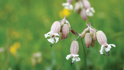 Bladder campion credit Joanna Richards