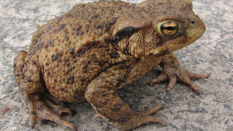 Common toad © Martin Batt