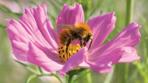 Common carder bee credit Penny Frith
