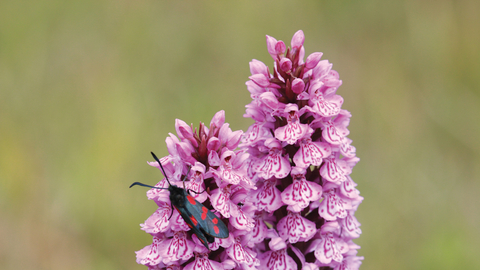 Common spotted orchid credit Martin Batt