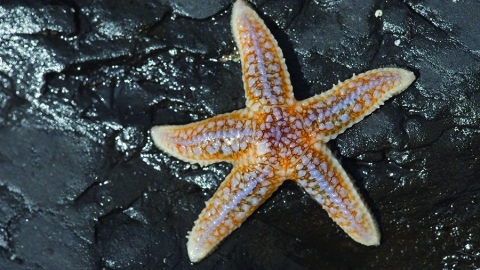 Common Starfish