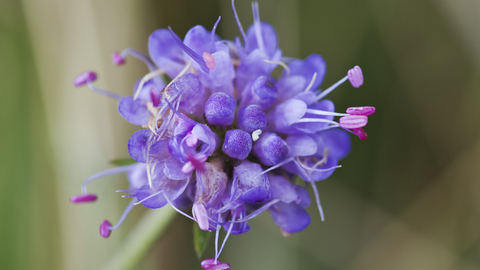 Devil's-bit scabious credit AJ Cann