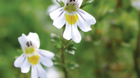 Eyebright credit Bruce