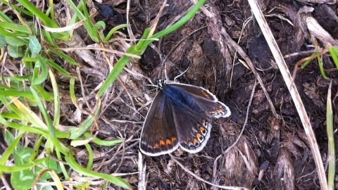 Common blue butterfly at Littleworth Park Credit Shelagh Bullimore