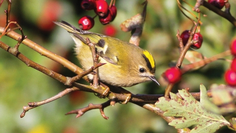 Goldcrest credit Sussexbirder
