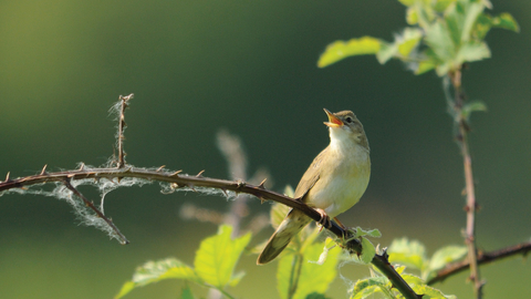 Grasshopper warbler credit Amy Lewis