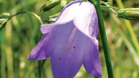 Harebell credit Bruce Shortland