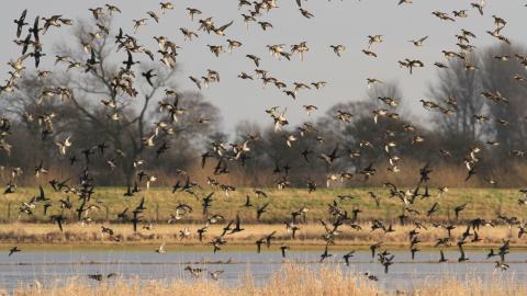 Wheldrake Ings Nature Reserve