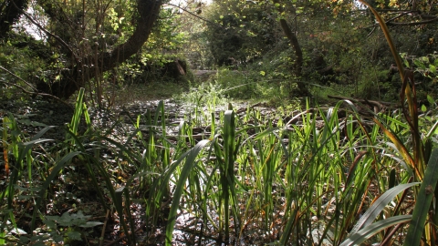 Keldmarsh Nature Reserve Credit Martin Batt