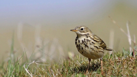 Meadow Pipit Credit Margaret Holland