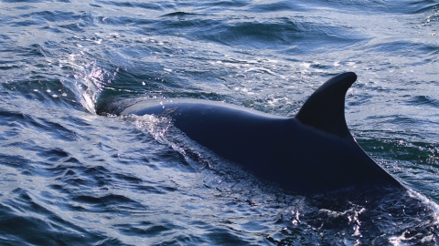 Minke Whale