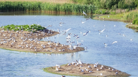 North Cave Wetlands Credit Lawrence Davenhill