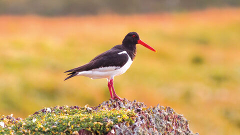 Oystercatcher credit Mike Snelle
